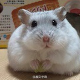 雎鸠